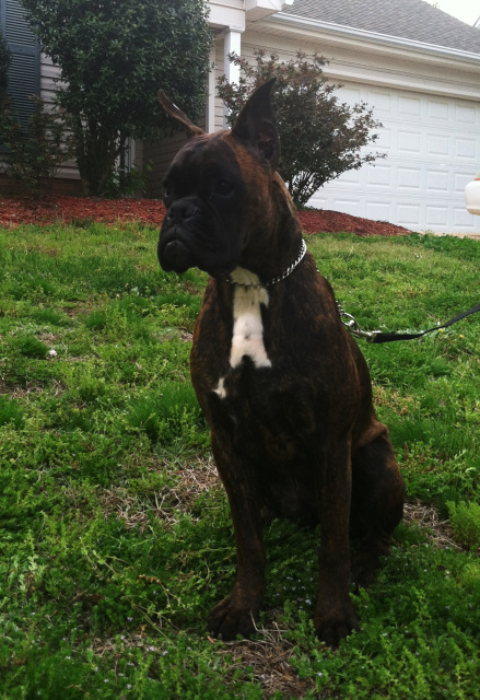Tiki Puppy "Pearl"